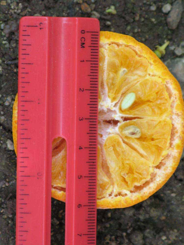               Fruit cross-section (Dancy Weshart, Riverside,   CA)       